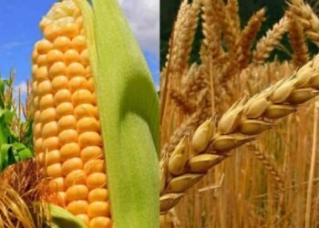 La caída en el precio de la urea: ¿transformará el panorama del trigo y del maíz?
