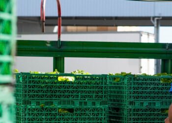 Colaboración efectiva: más de 1,6 millones de kilos de alimentos frescos fueron rescatados