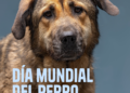 Día Mundial del Perro: cinco actividades para fortalecer el vínculo
