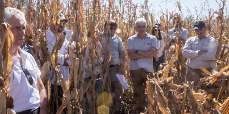 El Gobierno implementa créditos accesibles para el sector agropecuario con el fin de estabilizar los precios de los alimentos