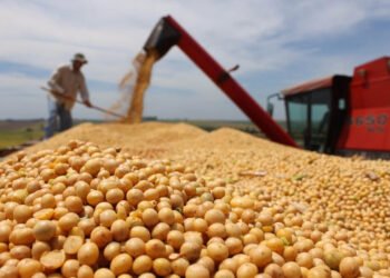 Agrodólares: causas de la lenta liquidación del sector agropecuario y su impacto en el tipo de cambio
