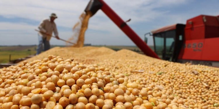 Agrodólares: causas de la lenta liquidación del sector agropecuario y su impacto en el tipo de cambio