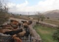 Una estancia tradicional inicia la faena de 1000 animales para la venta de carne