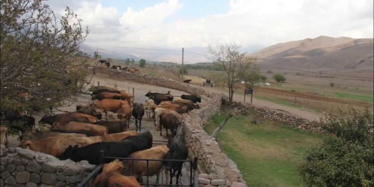 Una estancia tradicional inicia la faena de 1000 animales para la venta de carne