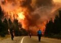 Recuperación de una especie amenazada tras incendios en la Patagonia