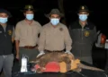 Una especie en peligro: captura de tatú carreta para su monitoreo satelital