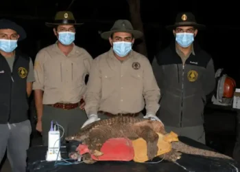 Una especie en peligro: captura de tatú carreta para su monitoreo satelital