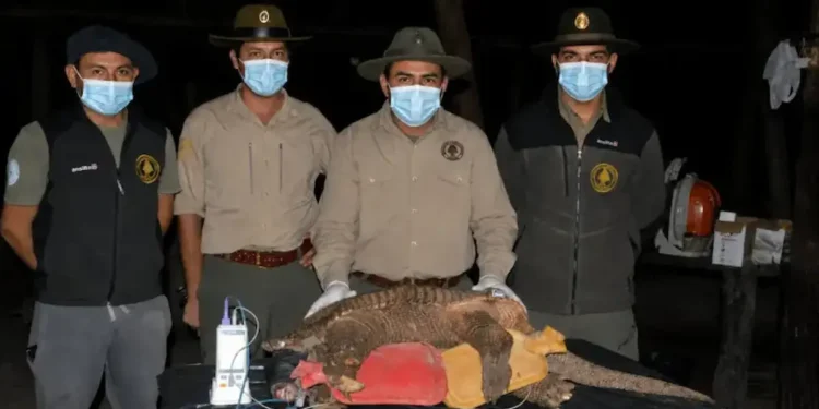 Una especie en peligro: captura de tatú carreta para su monitoreo satelital
