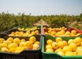 La técnica del anillado para potenciar la cosecha de limones