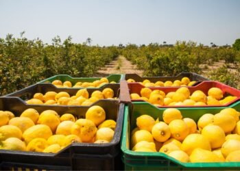 La técnica del anillado para potenciar la cosecha de limones