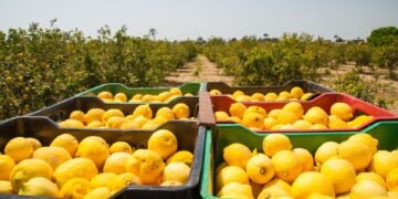 La técnica del anillado para potenciar la cosecha de limones