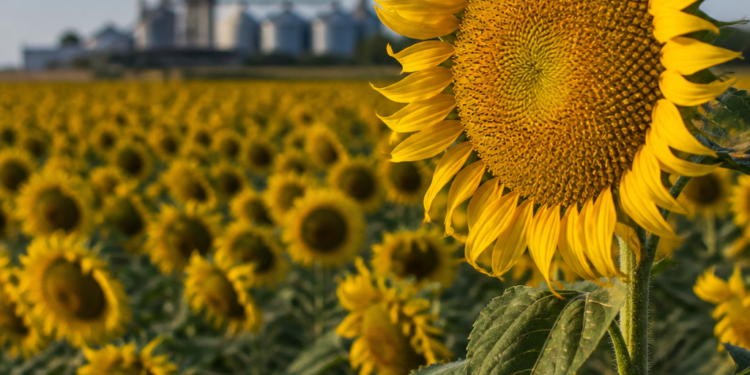 El girasol se afianza en Argentina gracias a avances genéticos y a un aumento en la superficie cultivada