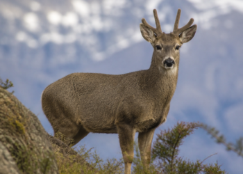 Logran un avance crucial para la conservación del huemul: se completa por primera vez el mapa genético de la especie