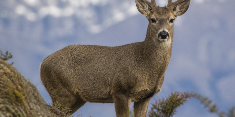 Logran un avance crucial para la conservación del huemul: se completa por primera vez el mapa genético de la especie
